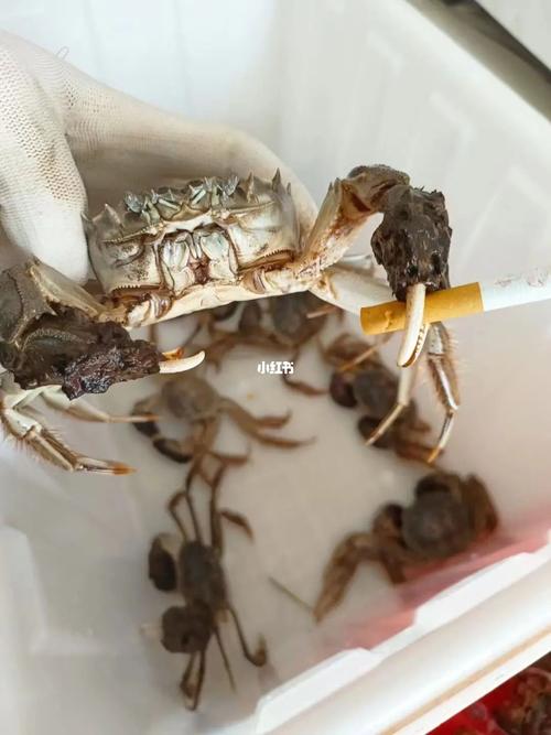 中国螃蟹vs华子螃蟹