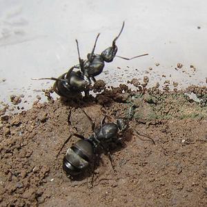 日本弓背蚁vs日本黑褐蚁