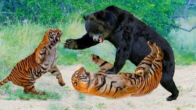 美州灰熊VS老虎