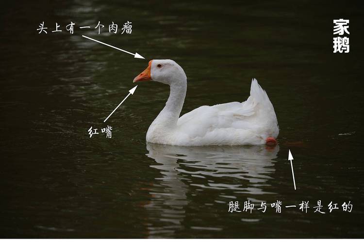 中国天鹅vs中国鹅的区别的相关图片