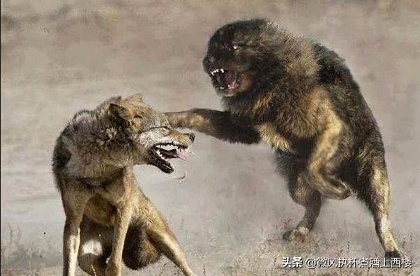 中国田园犬vs狼王犬图片的相关图片