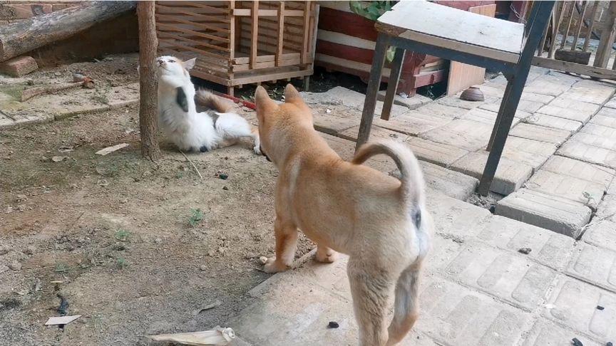 中国田园犬vs猫谁搞笑的相关图片