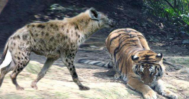 中国老虎vs鬣狗视频直播的相关图片