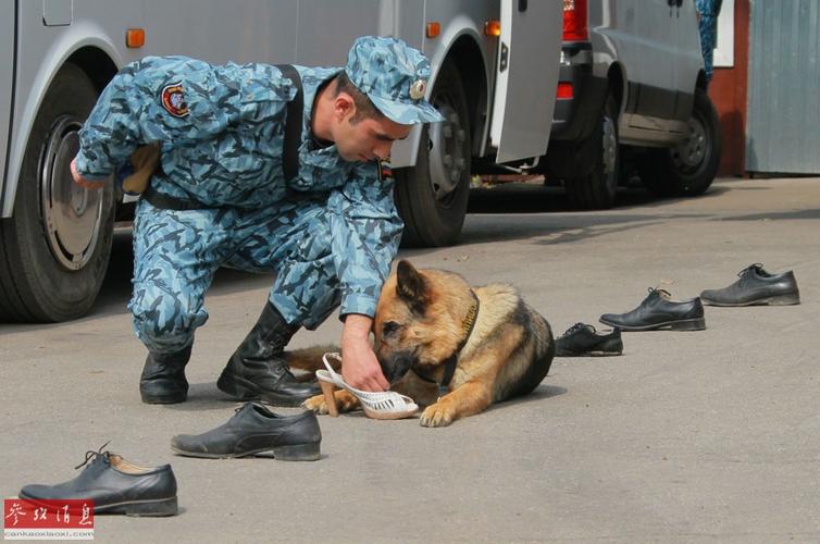 中国警犬vs俄罗斯警犬的相关图片