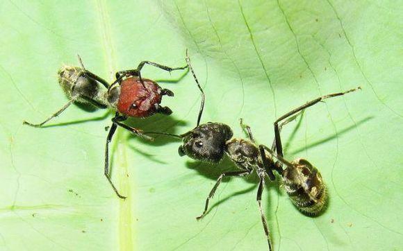 红蚂蚁vs日本弓背蚁的相关图片